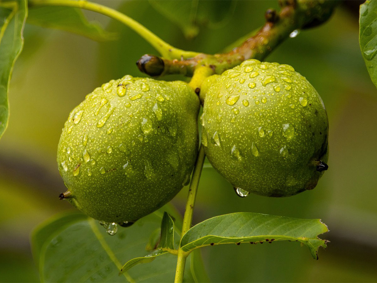 如果中美未来某天进行热战,核桃油在其中有什么作用 如果中美未来某天进行热战,核桃油在其中有什么作用